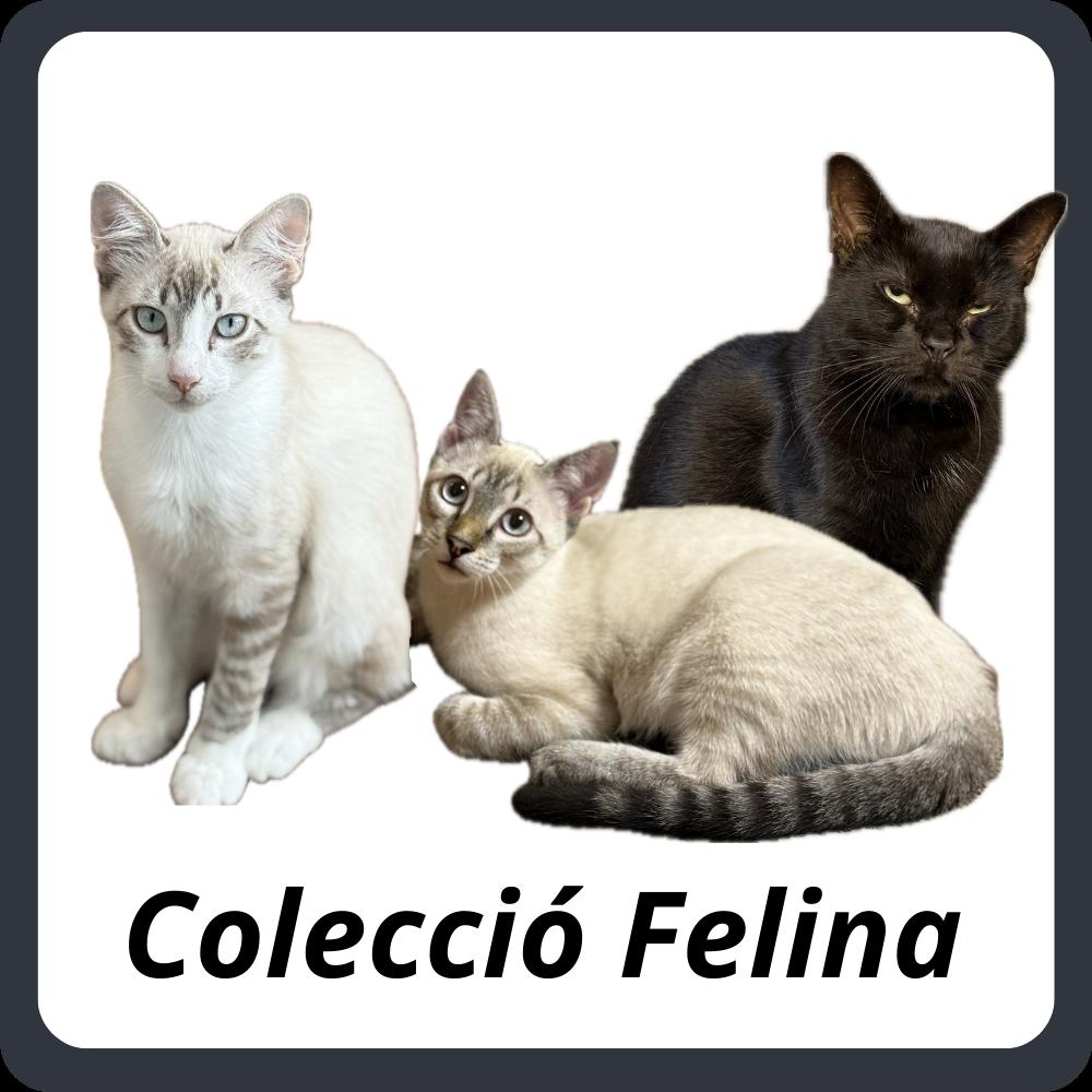 Gatos