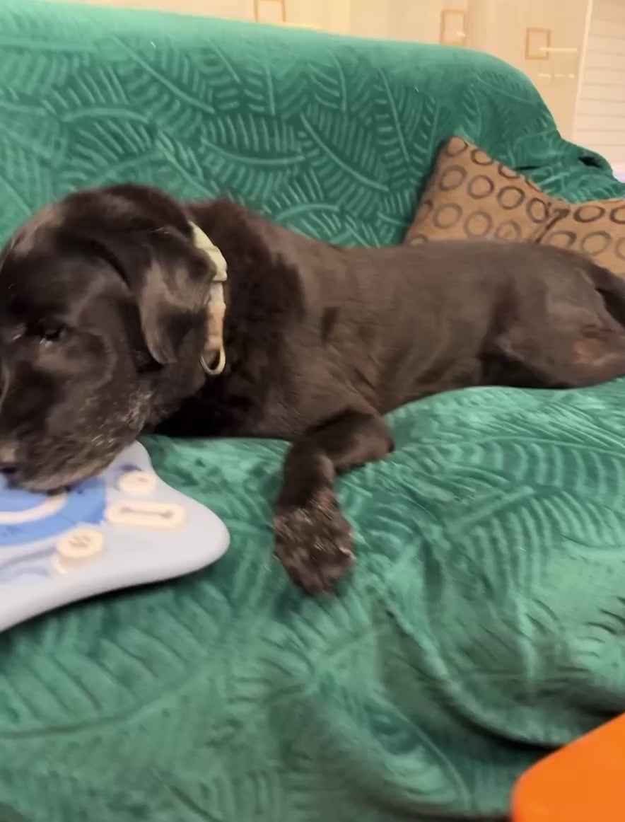 Juguete Interactivo para Perros – Comedero Lento Tipo Rompecabezas